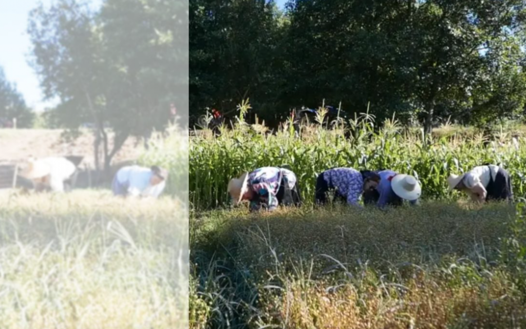 Como aumentar a visibilidade e a participação — cívica e associativa — das mulheres agricultoras?