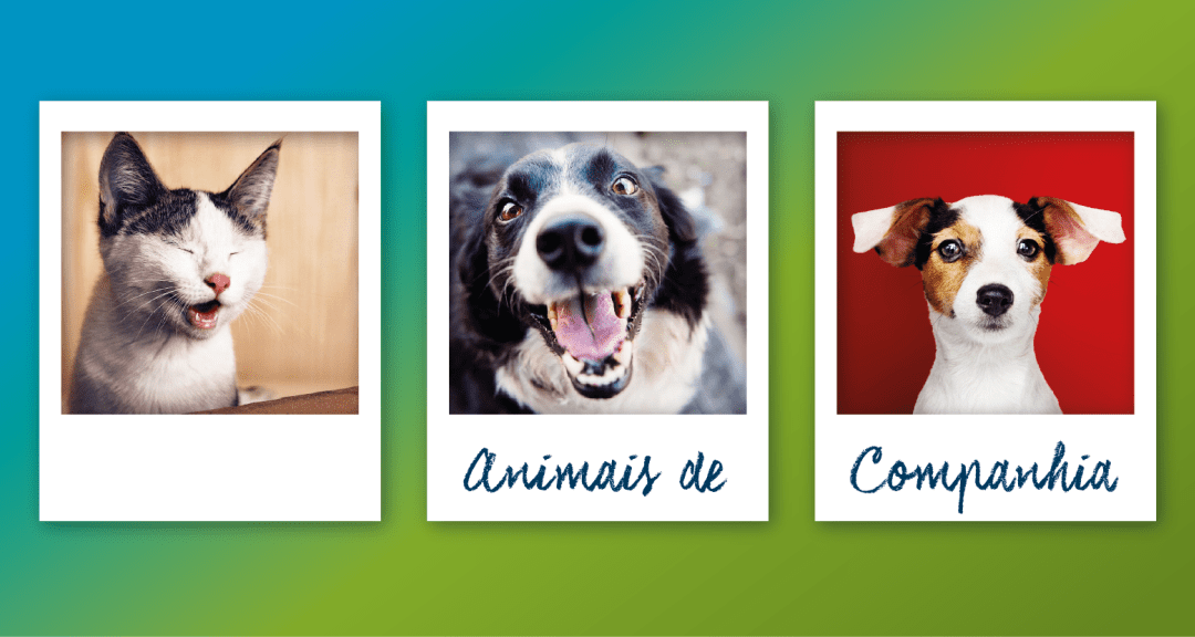 Concurso Foto ESAV – Animais de Companhia